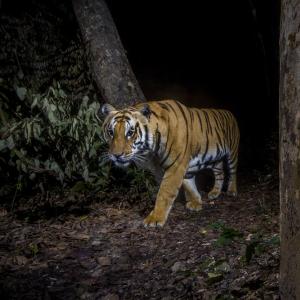 A tiger in Bardia National Park, Nepal