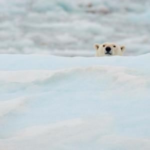 Polar bear (Ursus maritimus) on ice floe. Svalbard, Norway.