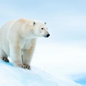 Polar bear (Ursus maritimus) on ice floe. Svalbard, Norway.