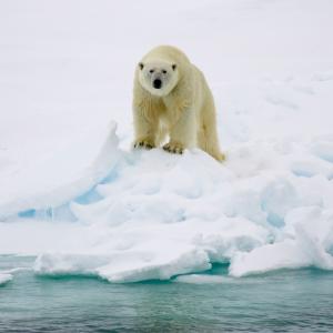 Polar bear (Ursus maritimus)