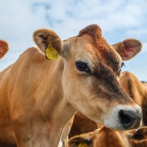 Dairy cows