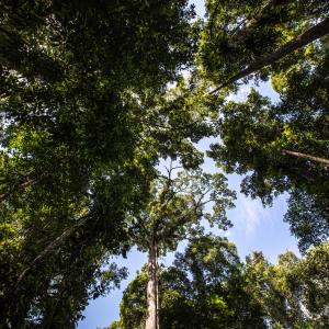 Tree canopy in Tawau Hills Park in Sabah, Borneo, Malaysia.
