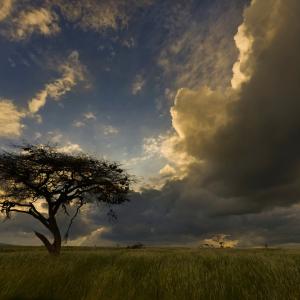 Acacia tree at sunset, Northern Kenya.