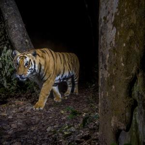  A tiger in Bardia National Park, Nepal. Image made with a camera trap.