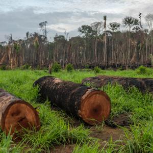 Deforestation of the Amazon rainforest, in Maués, on december 11, 2020