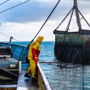 Fishing for mussels