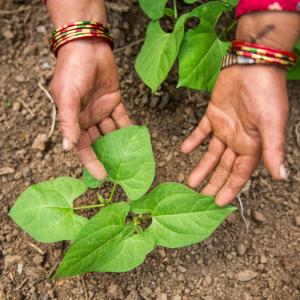 Nepal  Bhakarjung Village:  Goma Devi Poudel in her greenhouse