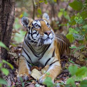 Bengal tiger (Panthera tigris tigris), female resting and looking up Kanha National Park, India. 