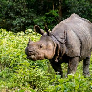 Greater one-horned rhino (Rhinoceros unicornis). Chitwan, Nepal. 