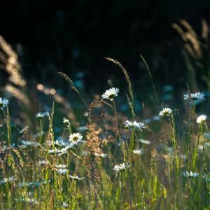 Backlit wildflower meadow in the golden light