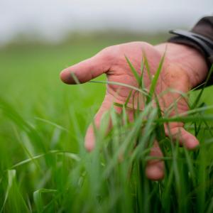 Hand holding blades of grass