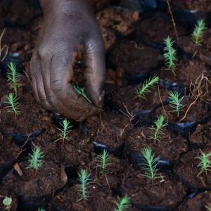 RESTORING LANDSCAPES IN KENYA