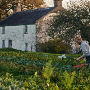 Aelod staff Tyddyn Teg yn pigo llysiau yn y cae o flaen y tŷ