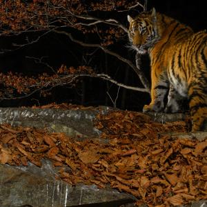 Siberian tiger (Panthera tigris altaica) at night