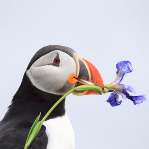 Atlantic puffin (Fratercula arctica) holding a flower on the Bonavista Peninsula, Newfoundland, Canada