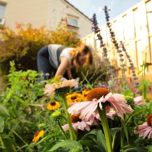 Closeup of echinacea with gardener in the background