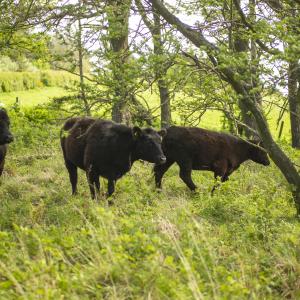 Hereford cattle grazing in woodland in Scotland