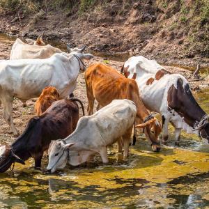 Cenu cattle drinking from a stream.