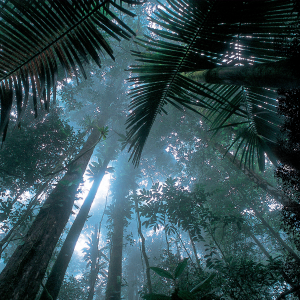 image of Matécho forest near Saül, fading into black to the right of the image.