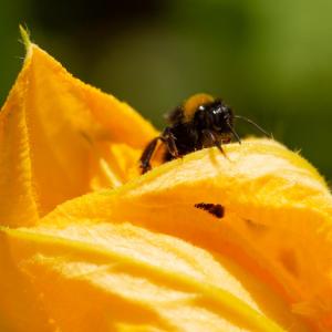 A bee emerges from a squash flower growing at Wakelyns Farm, Suffolk. 