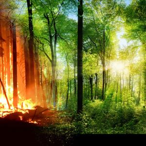 A split image, on the left is a burning fire, on the right is a lush forest with the sunlight beaming through the trees.