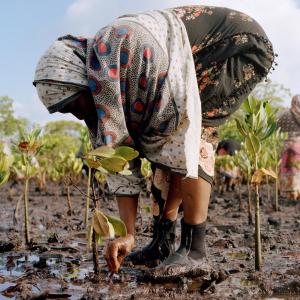 Women of the Mtangawanda Mangrove Restoration Women Group planting mangroves in Lamu County, Kenya. Ever since the women started planting the first hatchlings in 2018, they have planted more than 61.000 mangroves and were able to restore an additional 100 hectares through natural regeneration. The project was started by The Nature Conservancy, Northern Rangelands Trust (NRT), Kenya Forest Service (KFS), Kenya Marine and Fisheries Research Institute (KMFRI).