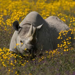Black rhinoceros amongst yellow flowers