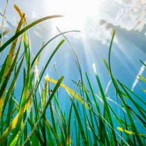 underwater image of a seagrass bed