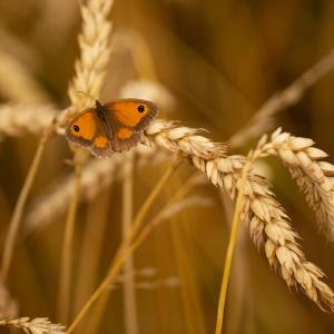 A Gatekeeper butterfly sits on heritage wheat