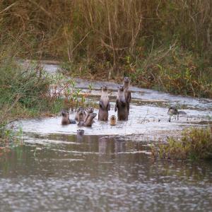 Otter family in Karnali river