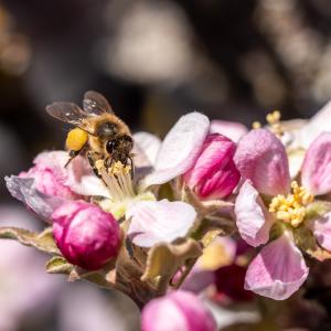 Bee pollinating apple flower