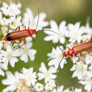 A red-soldier beetles at Riverford Farm, Devon