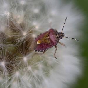 A shield bug lands on a dandelion on the regenerative farm at Balsar Glen Farm, South Ayrshire, Scotland