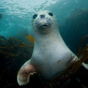 A grey seal pup underwater, swimming through seaweed looking at the camera