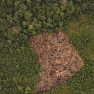 Aerial view of recent deforested land for traditional subsistence farming, La Chorrera, Colombian Amazon.