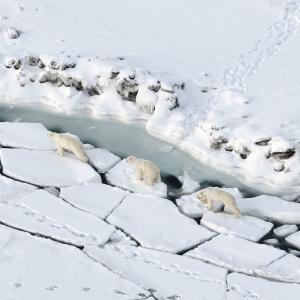 Polar bears son cracked ice
