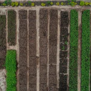 A tree seedling nursery near Vikindu forest, Tanzania.