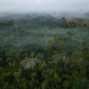 Morning mist shrouds the Amazon forest in Colombia