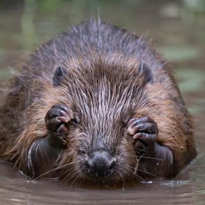 Beaver in water. River Glaven, North Norfolk, UK.