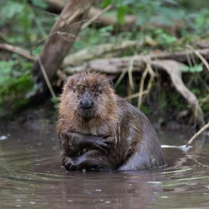 Beaver in water. River Glaven, North Norfolk, UK.