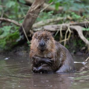 Beaver in water. River Glaven, North Norfolk, UK.