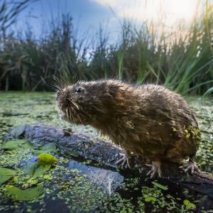 A water vole (Arvicola amphibius) stands on a branch floating in wetlands at Gwent Wildlife Trust’s Magor Marsh Nature Reserve, Monmouthshire, Wales, UK.  Water voles are classed as endangered in England and critically endangered in Wales, and were reintroduced into the Gwent Levels, where they have been under threat from proposed extensions to the M4 motorway.