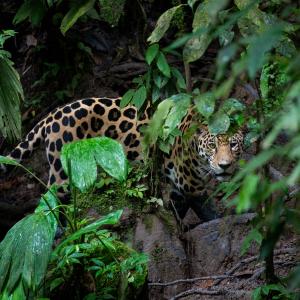 Jaguar (Panthera onca) looking through forest leaves, Yasuni National Park, Ecuador. Amazon Rainforest.