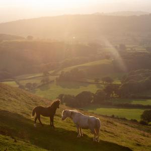 two horses in a field at sunset
