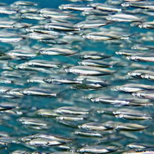 Schooling European sprat (Sprattus sprattus) swimming in waters in Dorset, United Kingdom.