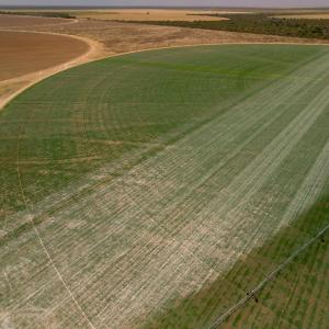 Soy growing in the Cerrado