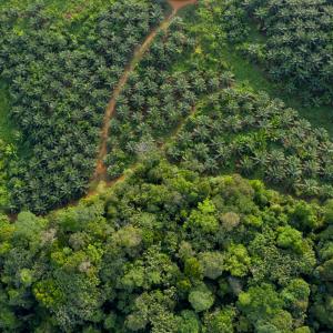 Aerial view of the limit between palm oil plantation and the jungle. Visiting vast Palm oil plantation in Central Kalimantan.