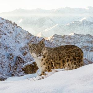 A wild snow leopard in Icey mountains of Ladakh in Indian Himalayas