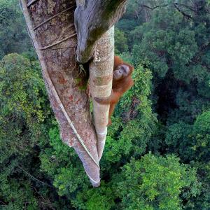 Orangutan high up in a tree