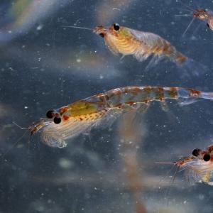 Krill play an important role in the fight against climate change